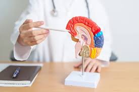 Best Neuro Psychiatrist Services in Rajshahi: Expert Mental & Neurological Care